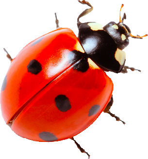 coccinella-sitiwebaroma.it